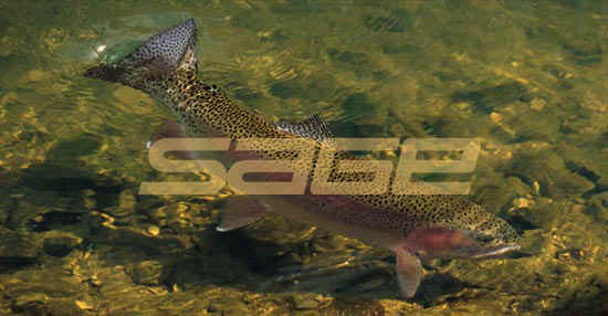 sagefish.jpg (21812 bytes)